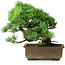 Pinus parviflora, 28,5 cm, ± 30 Jahre alt