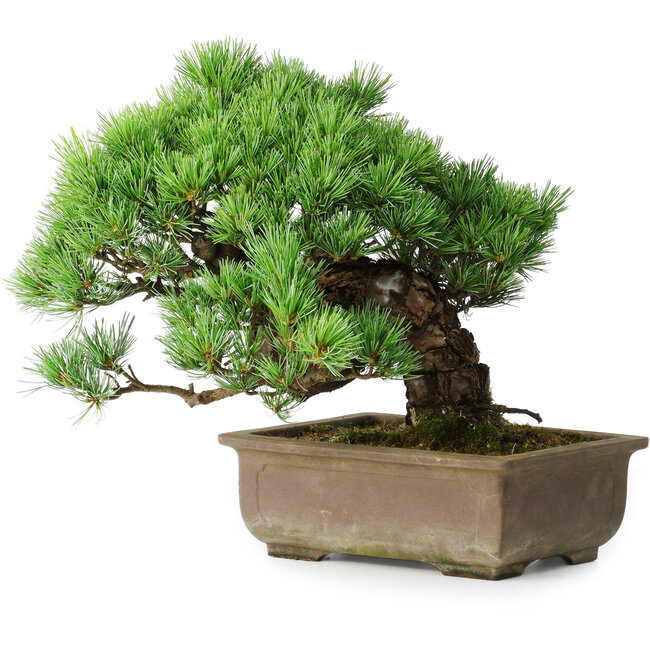 Pinus parviflora, 28,5 cm, ± 30 Jahre alt