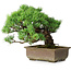 Pinus parviflora, 28,5 cm, ± 30 Jahre alt