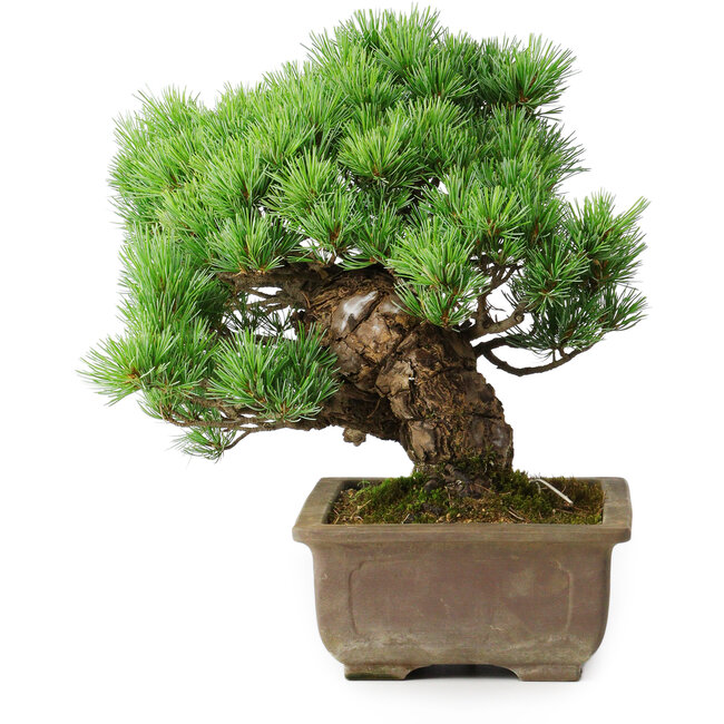 Pinus parviflora, 28,5 cm, ± 30 años