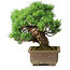 Pinus parviflora, 28,5 cm, ± 30 years old