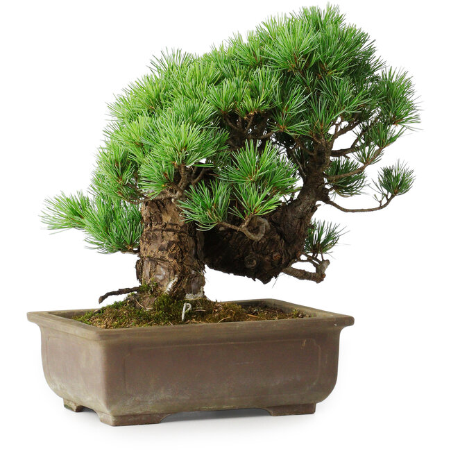 Pinus parviflora, 28,5 cm, ± 30 años
