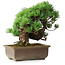 Pinus parviflora, 28,5 cm, ± 30 ans