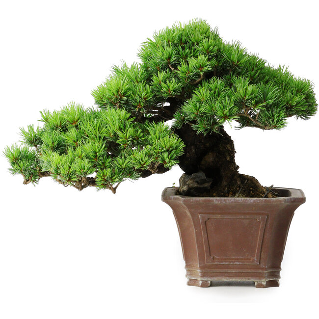 Pinus parviflora, 27,5 cm, ± 30 años, sobre una roca