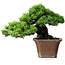 Pinus parviflora, 27,5 cm, ± 30 ans, sur un rocher