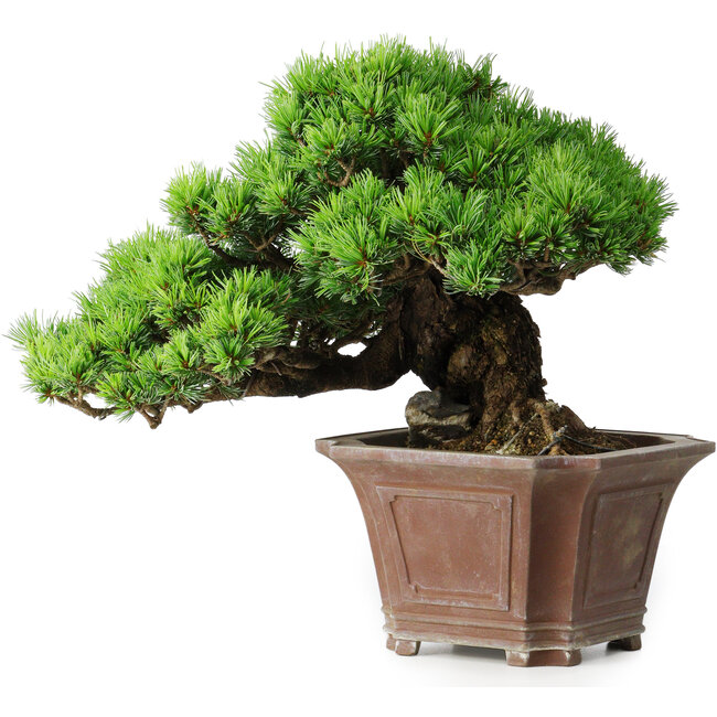 Pinus parviflora, 27,5 cm, ± 30 years old, on a rock