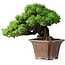 Pinus parviflora, 27,5 cm, ± 30 years old, on a rock