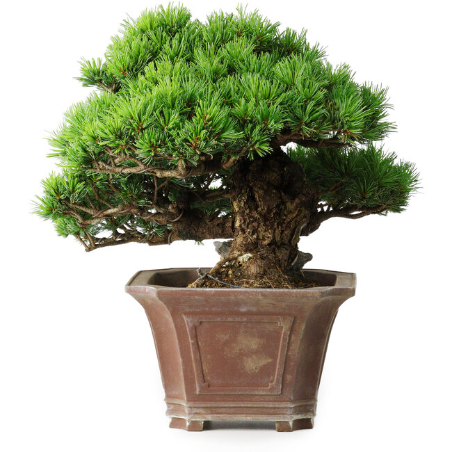 Pinus parviflora, 27,5 cm, ± 30 años, sobre una roca