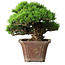 Pinus parviflora, 27,5 cm, ± 30 ans, sur un rocher