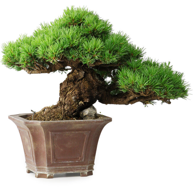 Pinus parviflora, 27,5 cm, ± 30 years old, on a rock