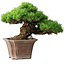 Pinus parviflora, 27,5 cm, ± 30 ans, sur un rocher