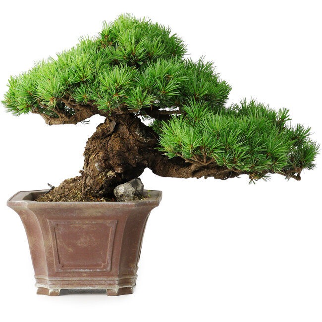 Pinus parviflora, 27,5 cm, ± 30 years old, on a rock