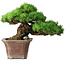 Pinus parviflora, 27,5 cm, ± 30 ans, sur un rocher