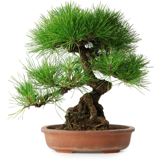 Pinus thunbergii, 35,5 cm, ± 30 jaar oud