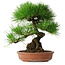 Pinus thunbergii, 35,5 cm, ± 30 years old