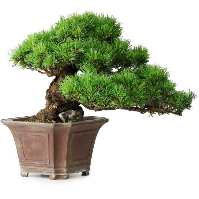 Pinus parviflora, 27,5 cm, ± 30 Jahre alt, auf einem Felsen