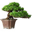 Pinus parviflora, 27,5 cm, ± 30 years old, on a rock