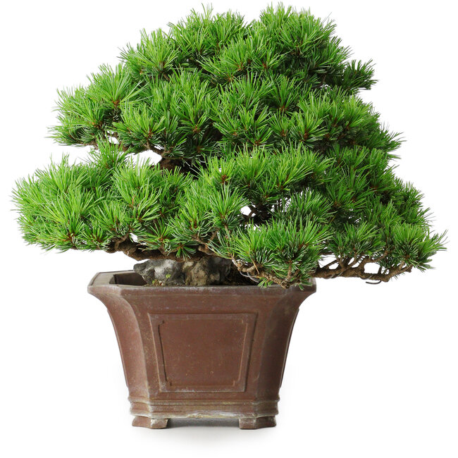 Pinus parviflora, 27,5 cm, ± 30 years old, on a rock