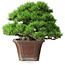 Pinus parviflora, 27,5 cm, ± 30 ans, sur un rocher