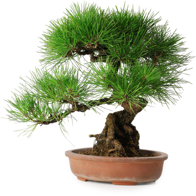 Pinus thunbergii, 35,5 cm, ± 30 years old
