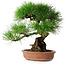 Pinus thunbergii, 35,5 cm, ± 30 jaar oud