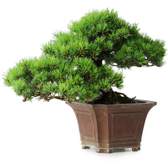 Pinus parviflora, 27,5 cm, ± 30 Jahre alt, auf einem Felsen