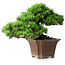 Pinus parviflora, 27,5 cm, ± 30 ans, sur un rocher