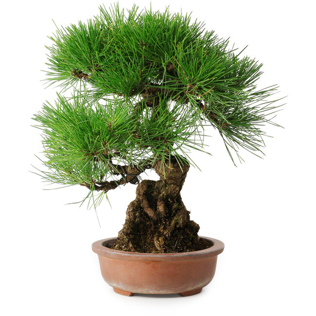 Pinus thunbergii, 35,5 cm, ± 30 Jahre alt