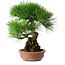 Pinus thunbergii, 35,5 cm, ± 30 Jahre alt
