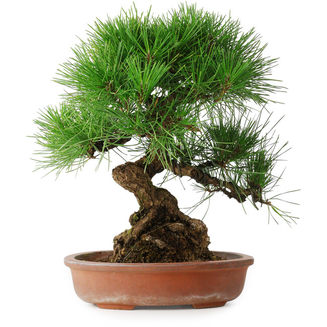 Pinus thunbergii, 35,5 cm, ± 30 Jahre alt