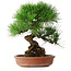 Pinus thunbergii, 35,5 cm, ± 30 Jahre alt