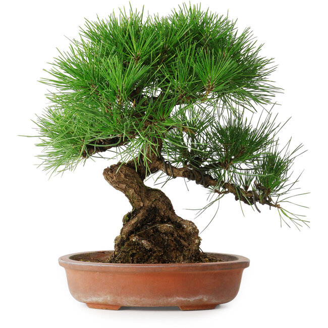 Pinus thunbergii, 35,5 cm, ± 30 ans