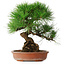 Pinus thunbergii, 35,5 cm, ± 30 ans
