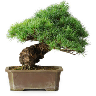 Pinus parviflora, 28 cm, ± 30 años