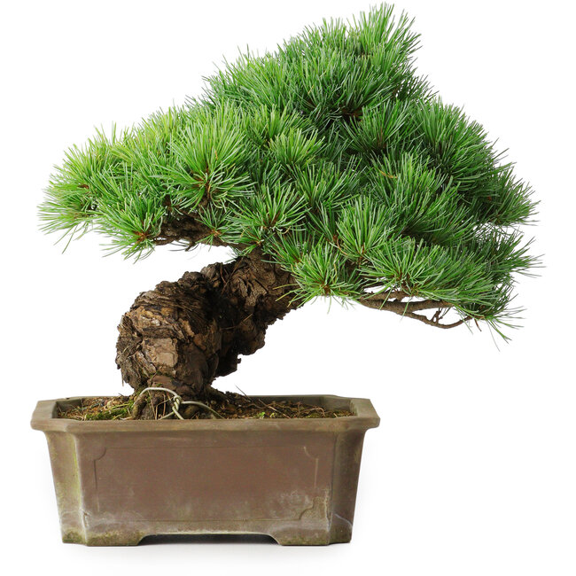 Pinus parviflora, 28 cm, ± 30 Jahre alt