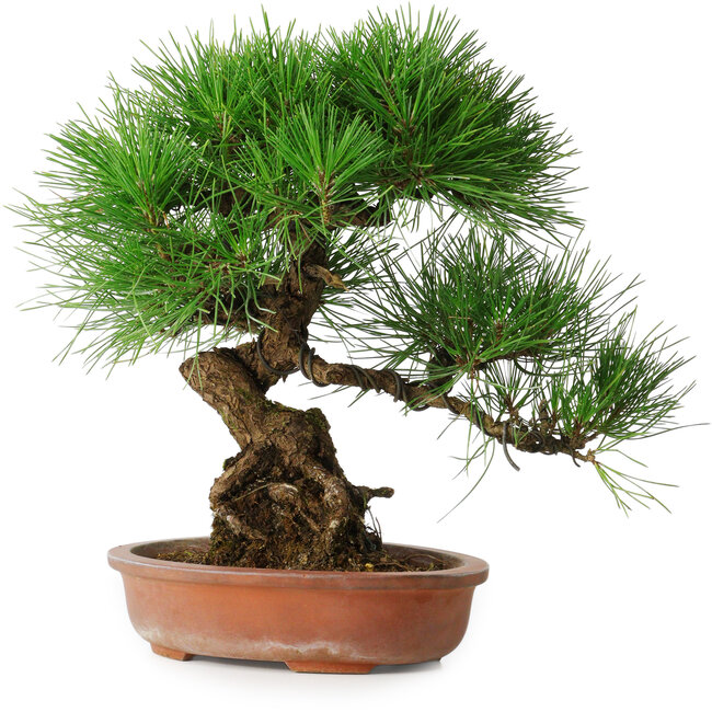 Pinus thunbergii, 35,5 cm, ± 30 Jahre alt