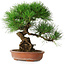 Pinus thunbergii, 35,5 cm, ± 30 Jahre alt