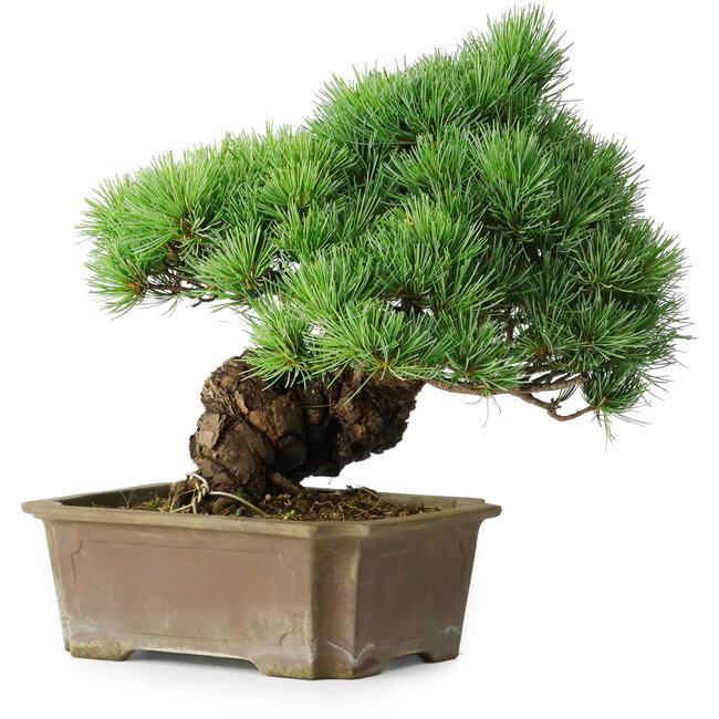 Pinus parviflora, 28 cm, ± 30 Jahre alt