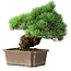 Pinus parviflora, 28 cm, ± 30 ans