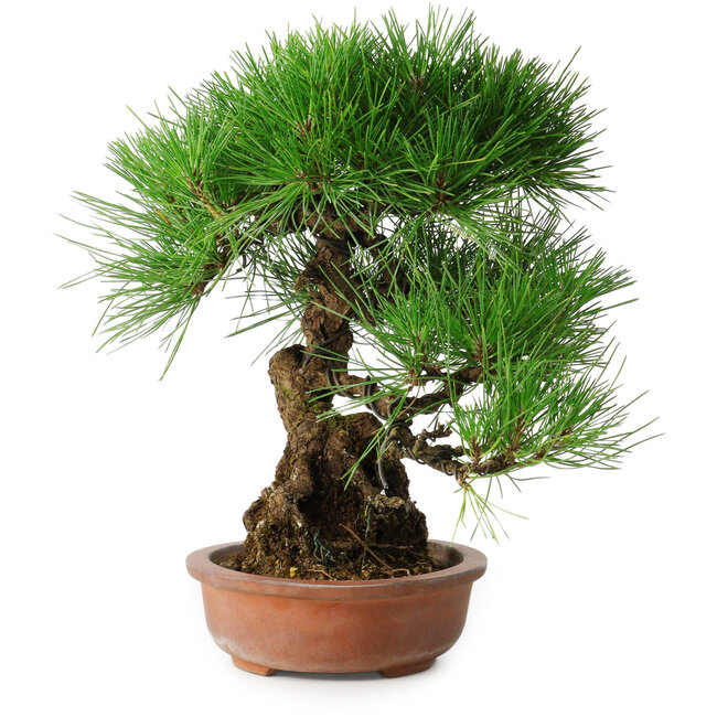Pinus thunbergii, 35,5 cm, ± 30 ans