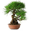 Pinus thunbergii, 35,5 cm, ± 30 Jahre alt
