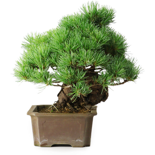 Pinus parviflora, 28 cm, ± 30 años