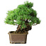 Pinus parviflora, 28 cm, ± 30 ans