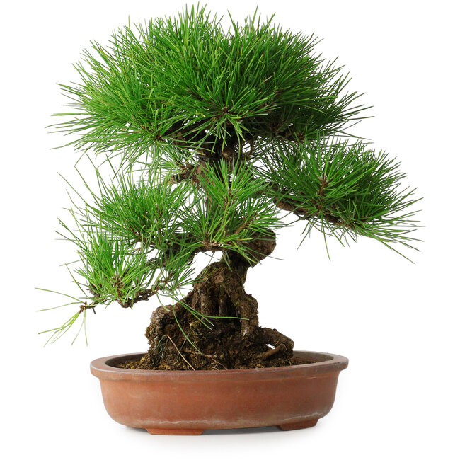 Pinus thunbergii, 35,5 cm, ± 30 ans
