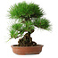 Pinus thunbergii, 35,5 cm, ± 30 Jahre alt
