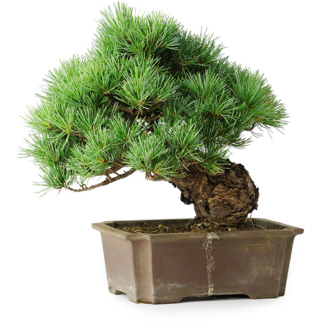 Pinus parviflora, 28 cm, ± 30 Jahre alt