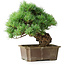 Pinus parviflora, 28 cm, ± 30 ans
