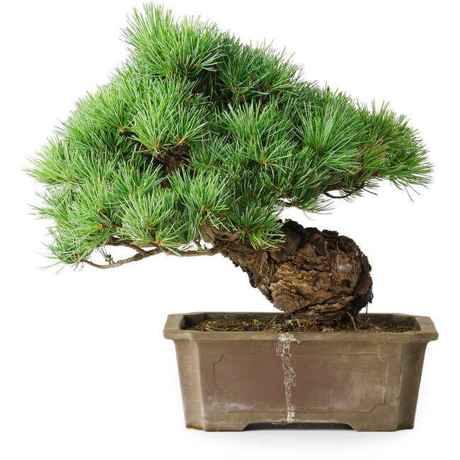 Pinus parviflora, 28 cm, ± 30 Jahre alt