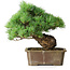 Pinus parviflora, 28 cm, ± 30 ans