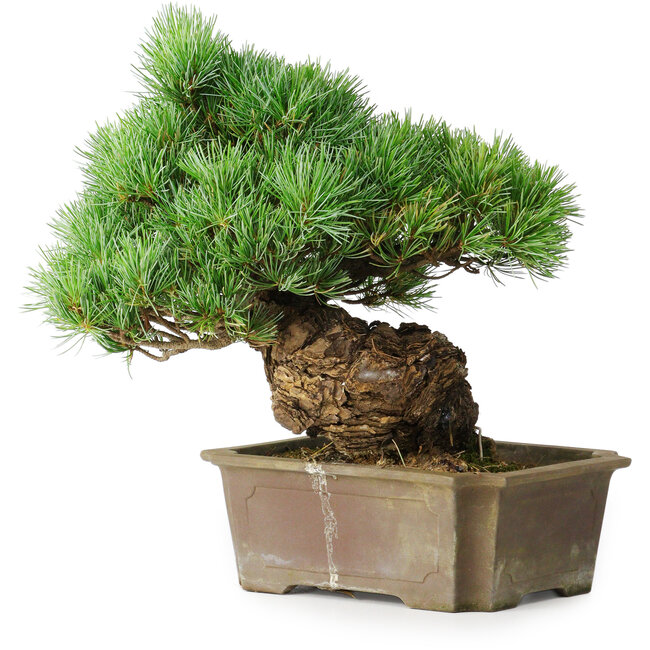 Pinus parviflora, 28 cm, ± 30 Jahre alt